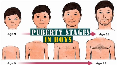 boys dick|Stages of Puberty in Boys: What to Expect .